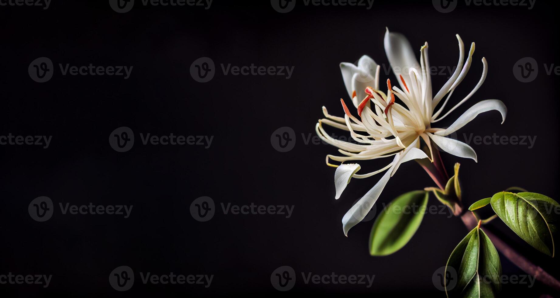 Sombrio branco madressilva flor dentro Preto fundo com cópia de espaço ai gerado foto