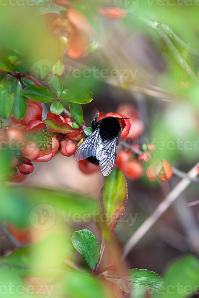 fechar-se do abelhão, polinizador inseto em floração marmelo arbusto foto