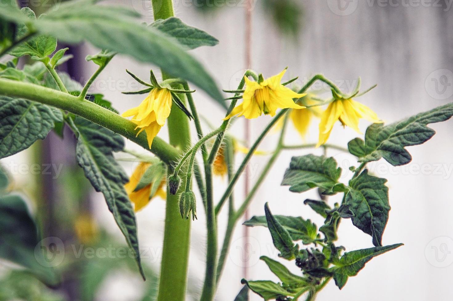 tomate plantar dentro estufa com amarelo flores foto
