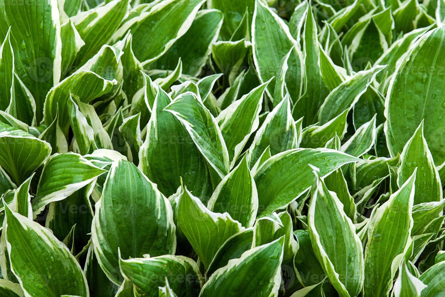 bananeira lírio hosta plantaginea verde e branco folhas fundo foto