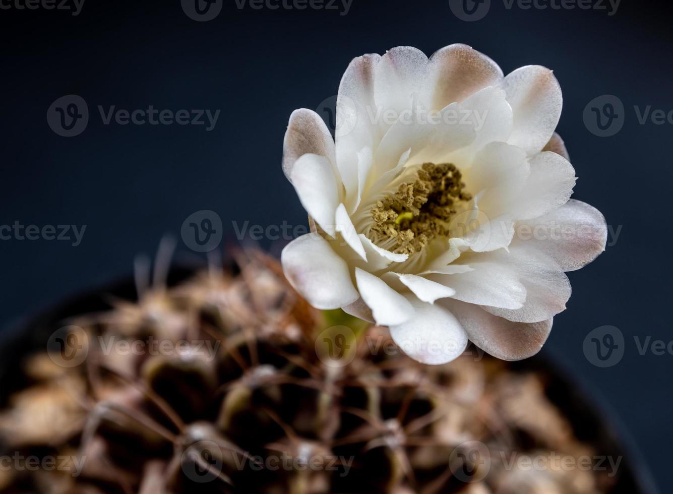 Gymnocalycium cacto flor close-up branco e marrom claro pétalas delicadas foto