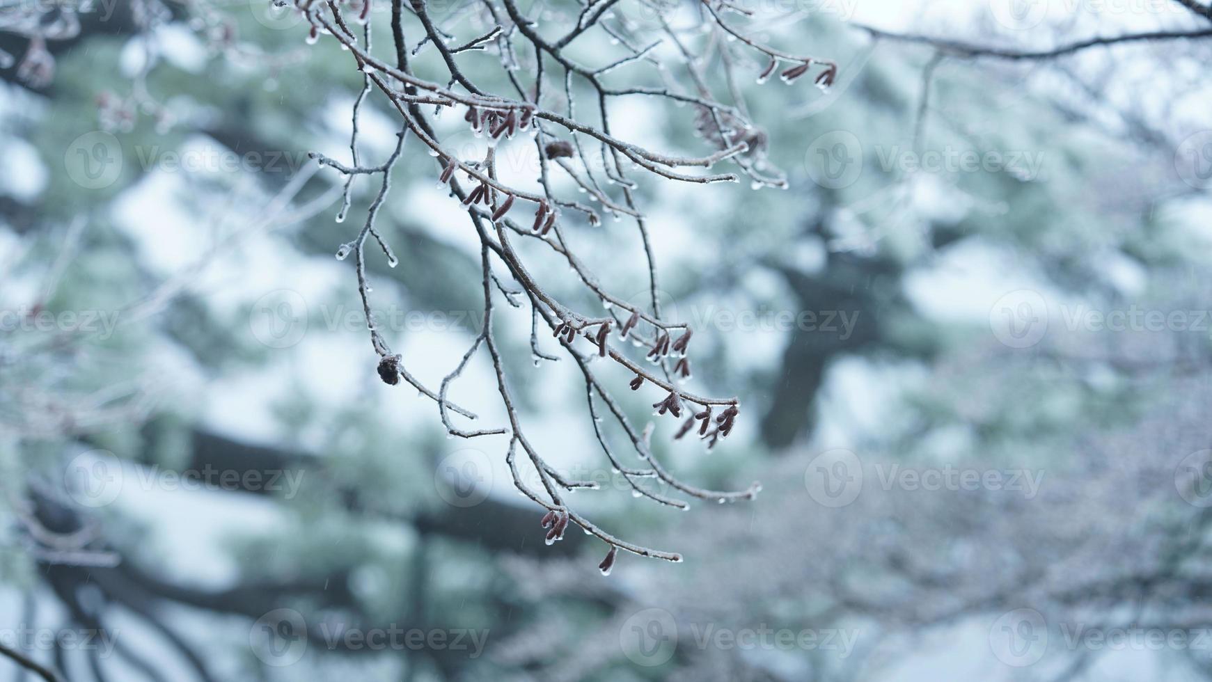 a congeladas inverno Visão com a floresta e árvores coberto de a gelo e branco neve foto