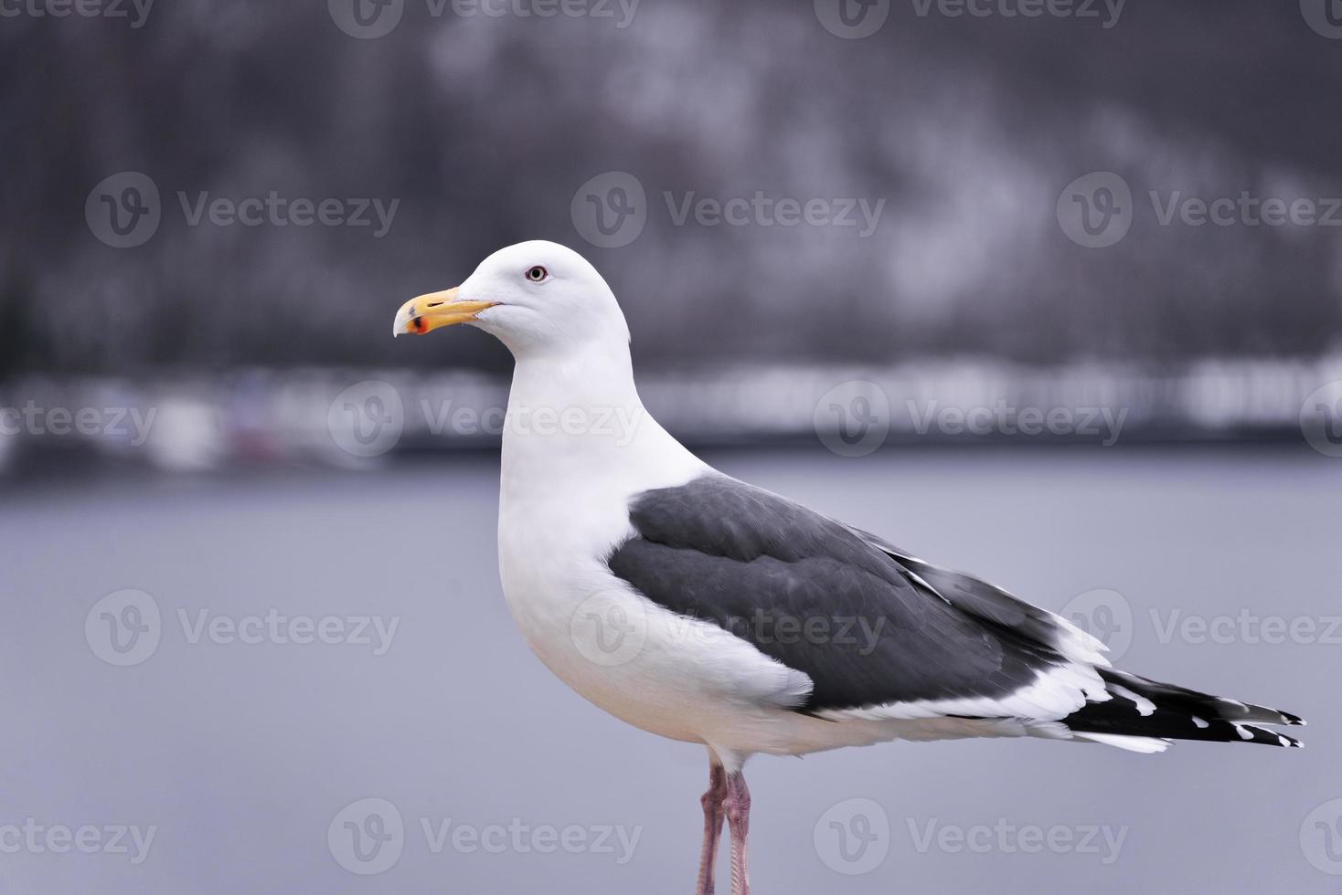 gaivota poleiros em uma costa foto