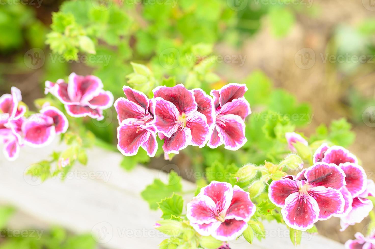 flores de pelargônio rosa em plena floração no jardim foto