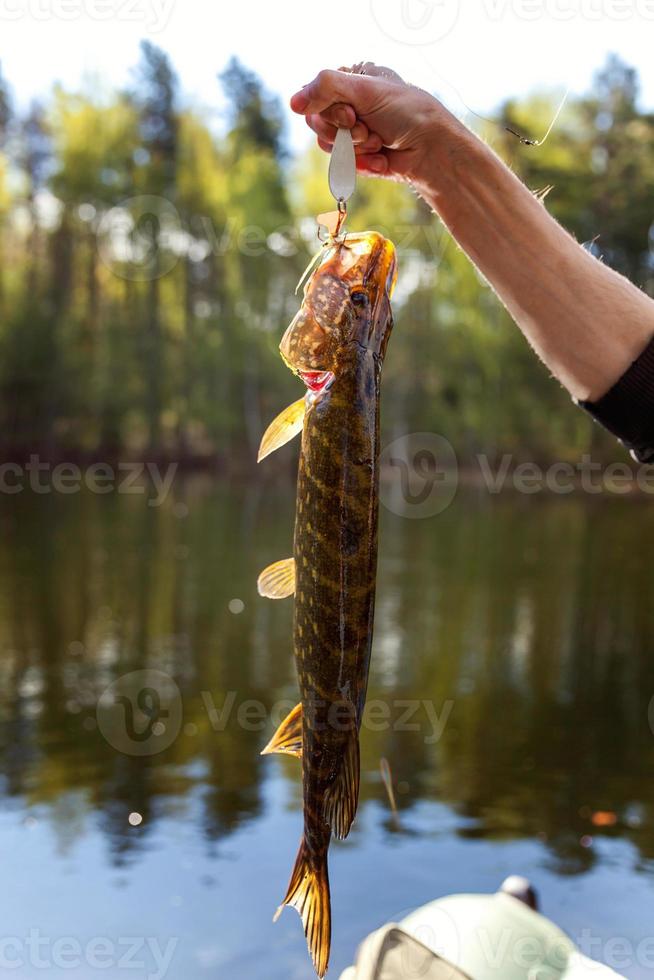 mão de pescador com lúcio de peixe contra o fundo da bela natureza e lago ou rio foto