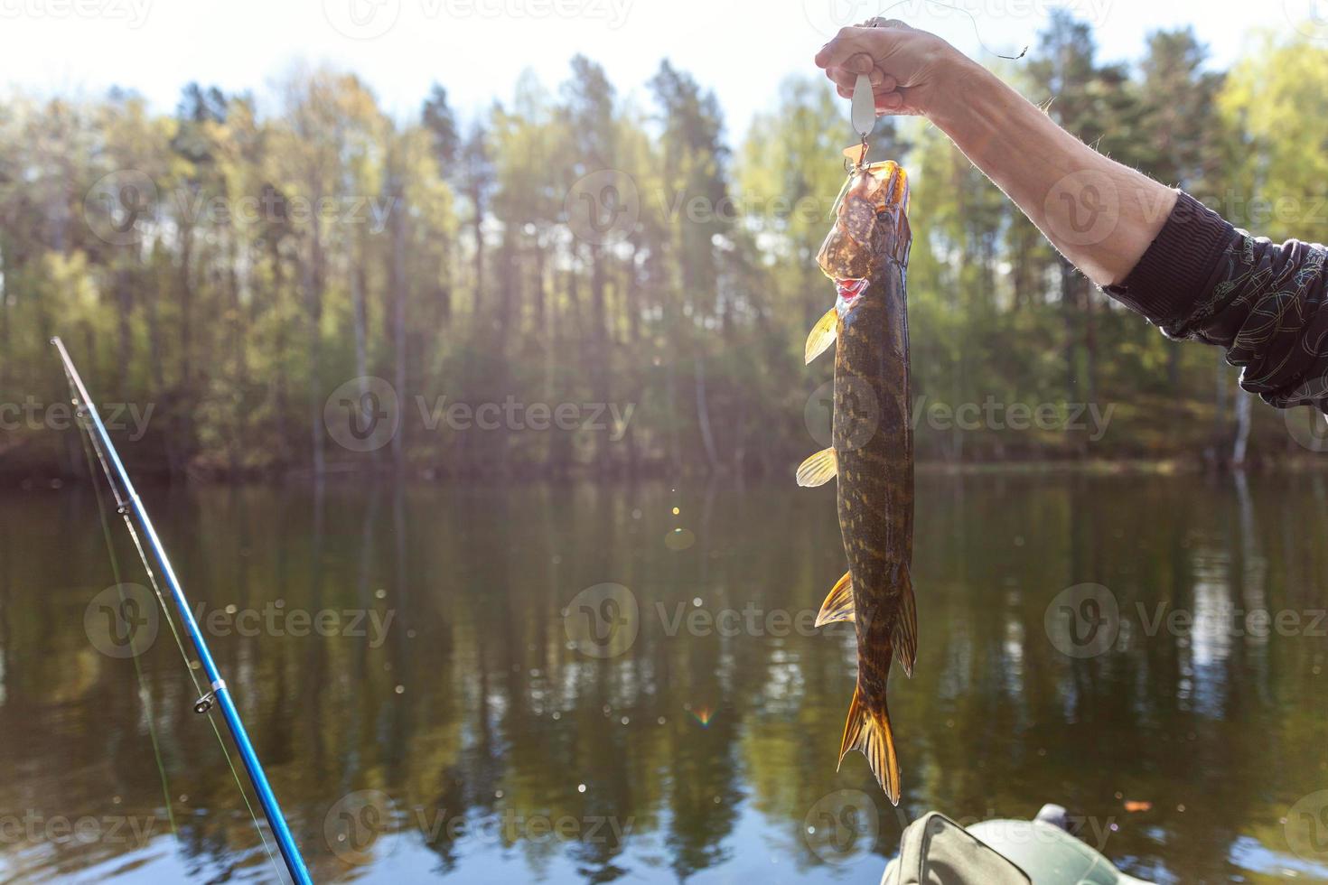 mão de pescador com lúcio de peixe contra o fundo da bela natureza e lago ou rio foto