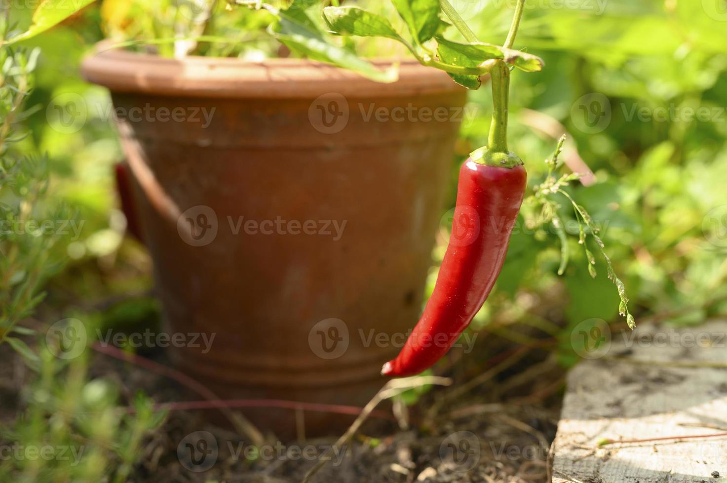 pimenta malagueta vermelha em vaso de flores foto