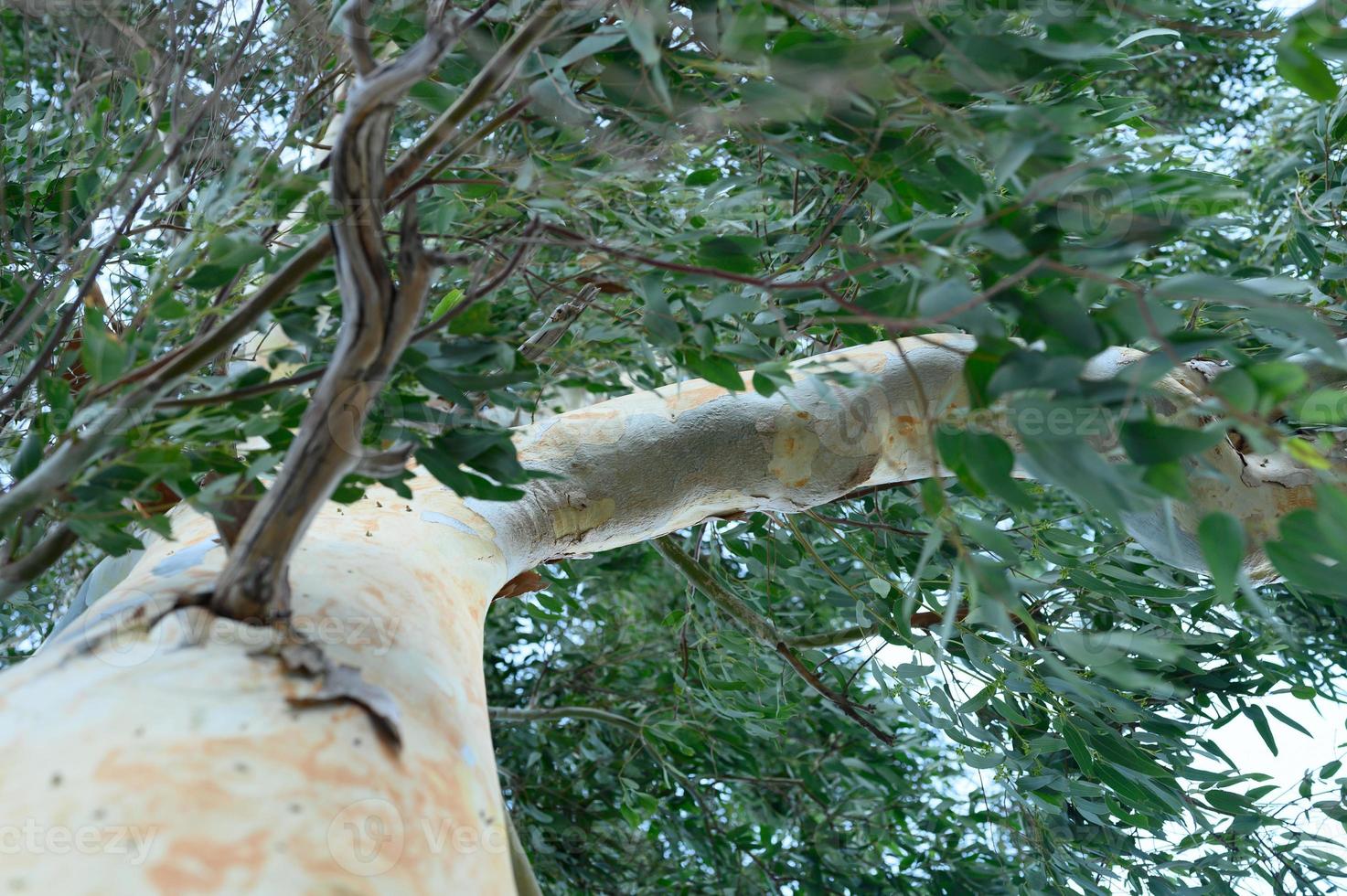 árvore e galhos de eucalipto foto