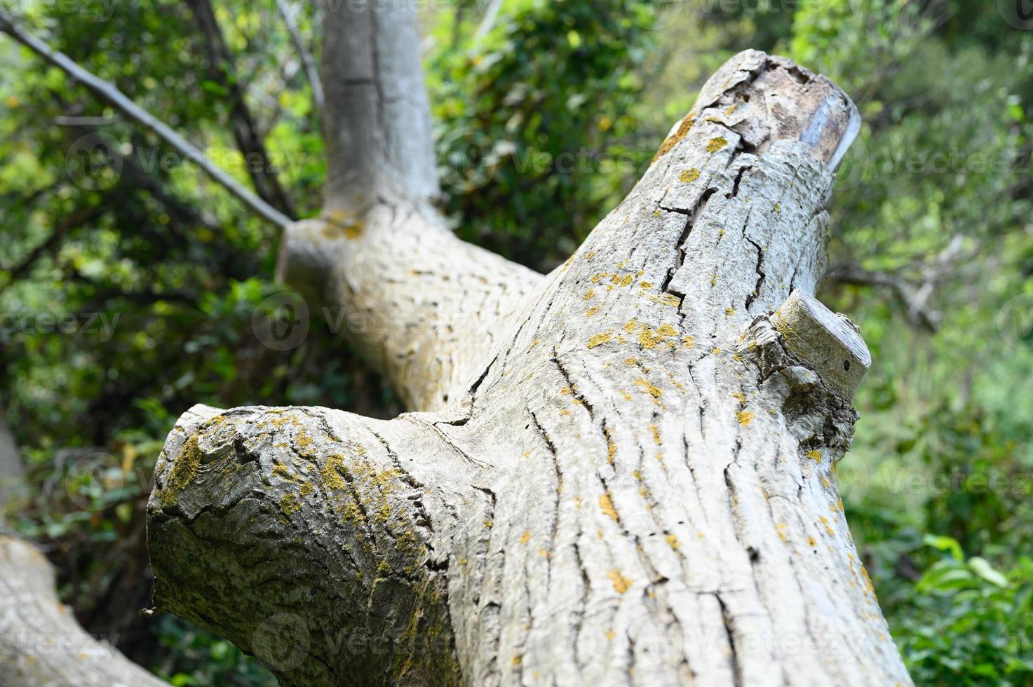 o tronco de uma velha árvore caída na floresta foto