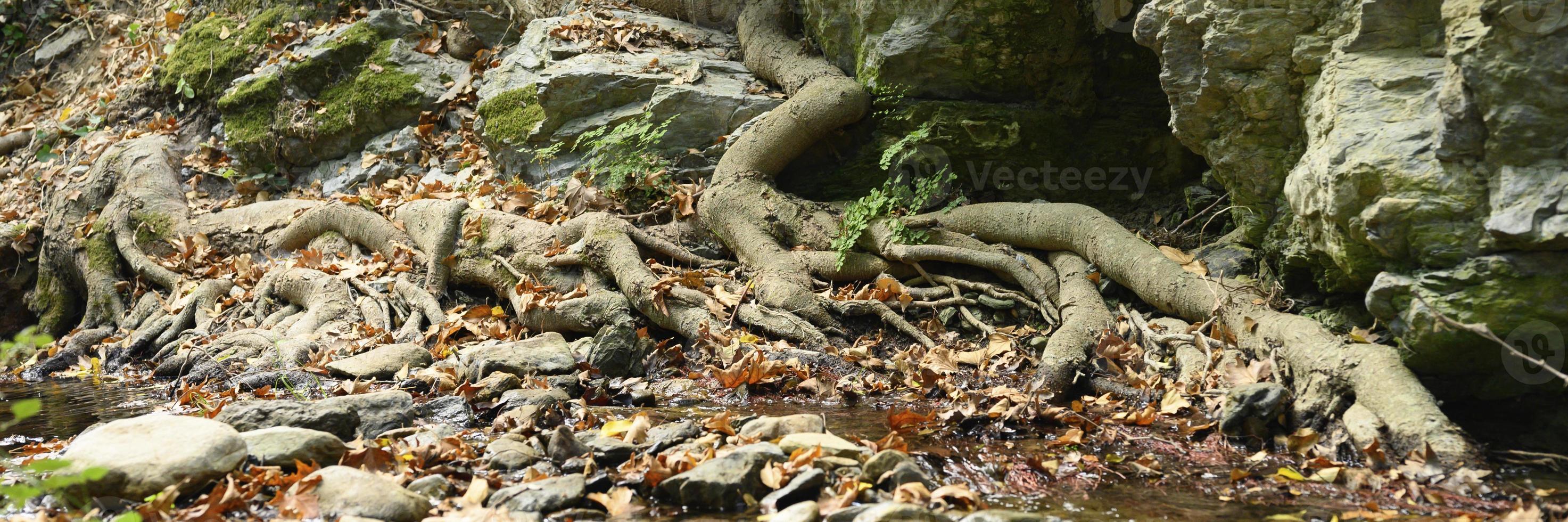 raízes nuas de árvores que crescem em penhascos rochosos entre pedras e água no outono foto