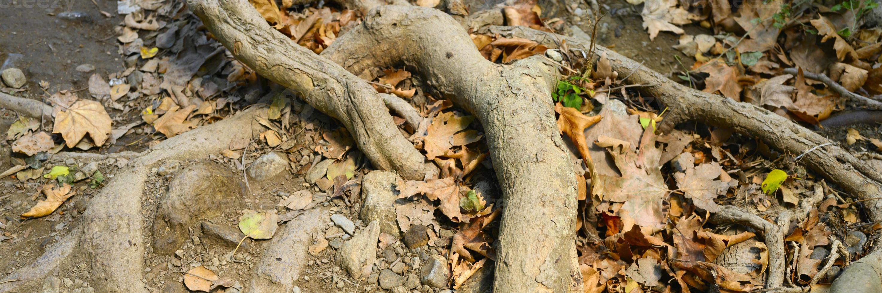 raízes nuas de árvores projetando-se do solo em penhascos rochosos no outono foto