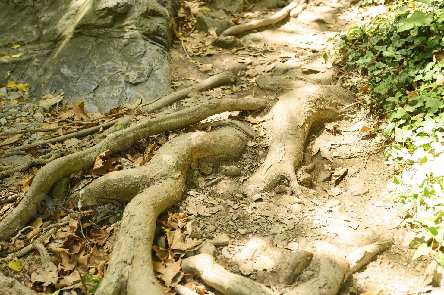 raízes nuas de árvores projetando-se do solo em penhascos rochosos no outono foto