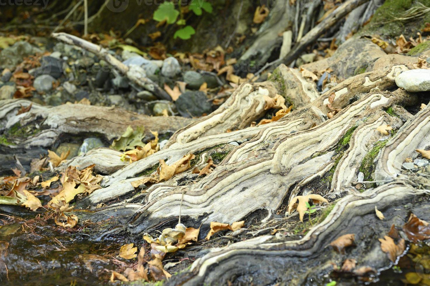 raízes nuas de árvores que crescem em penhascos rochosos entre pedras e água no outono foto