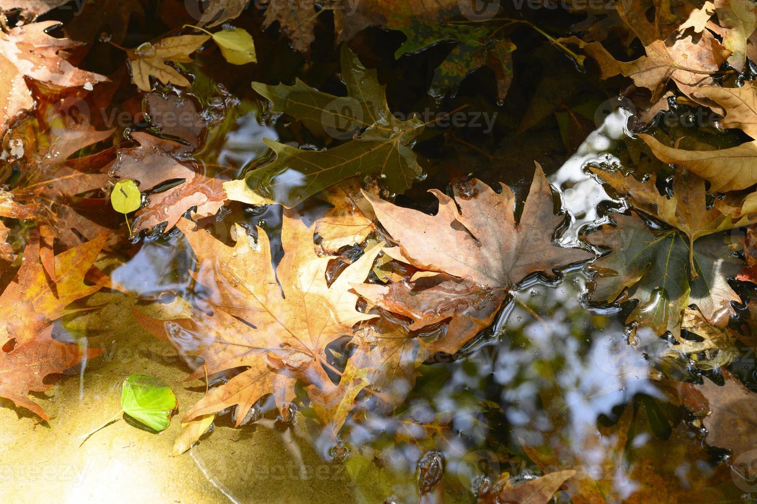 folhas de bordo de outono molhadas caídas na água foto