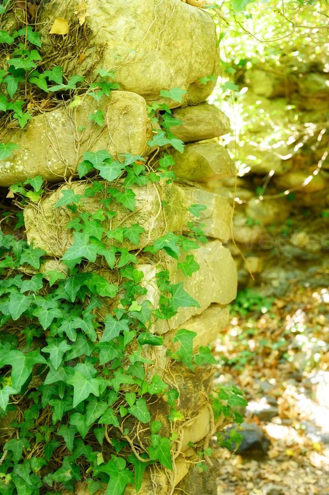 ivy em uma velha parede de pedra em um dia ensolarado de verão foto