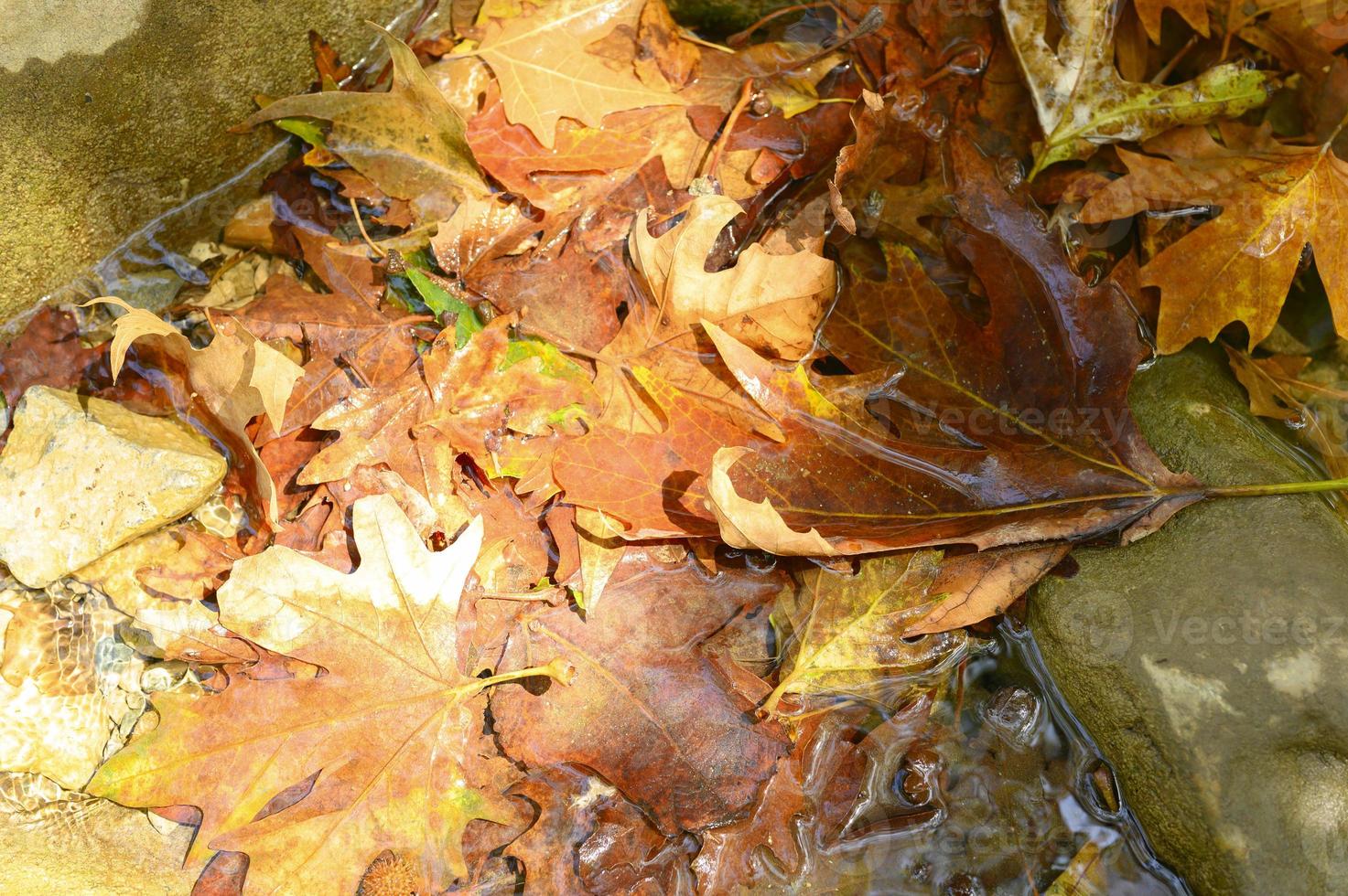 pilha de folhas molhadas de outono caídas na água e nas rochas foto