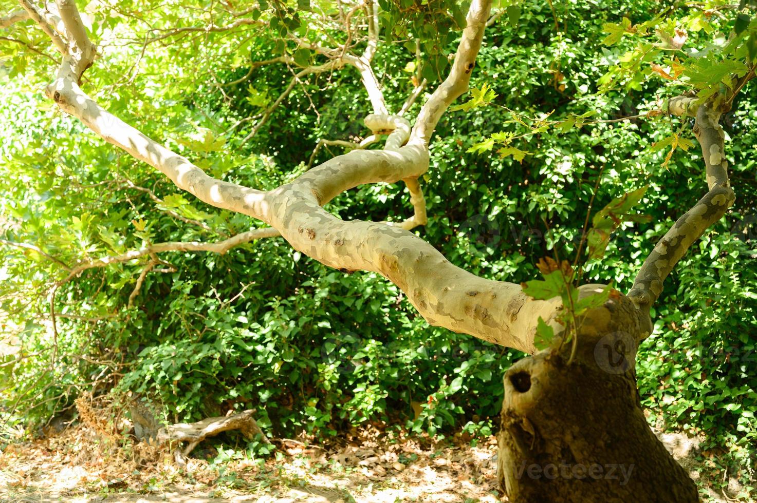 casca de árvore de eucalipto manchado e folhagem verde foto