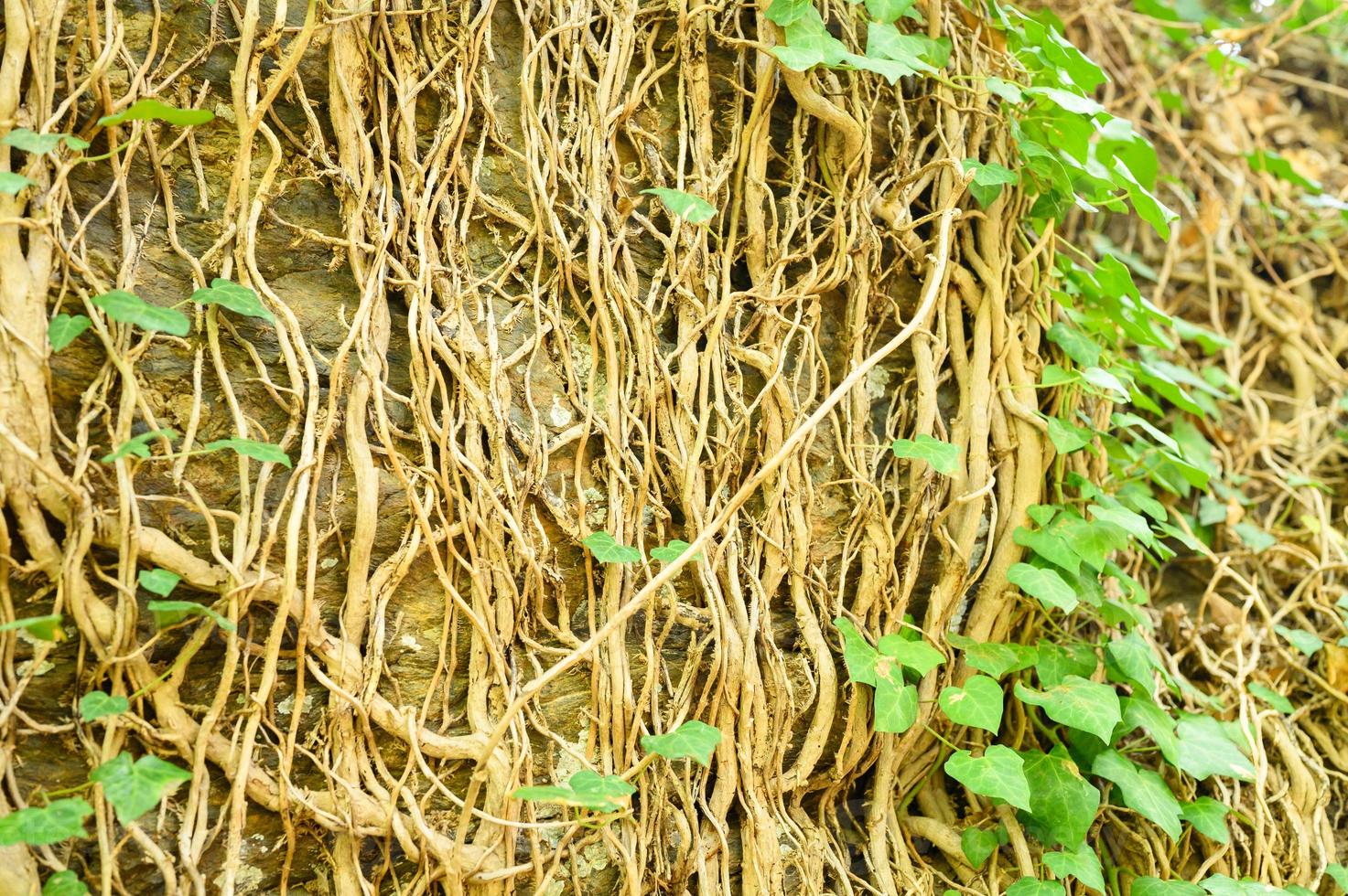 ivy em uma velha parede de pedra como pano de fundo foto