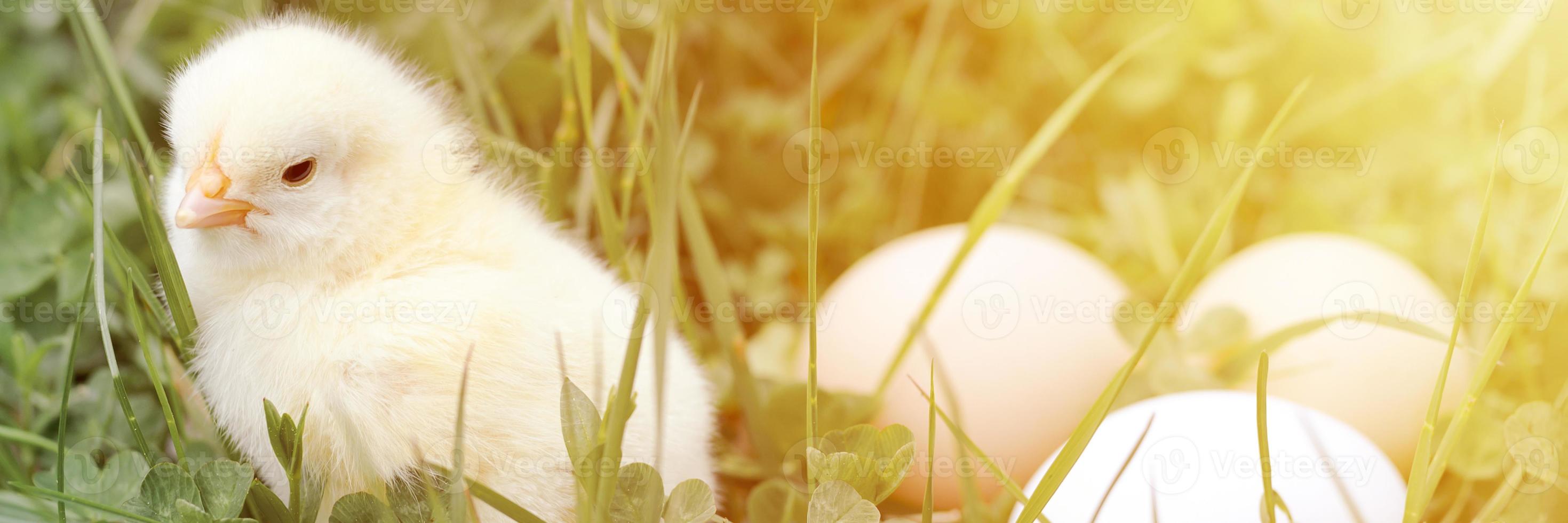 Fofinho pintinho recém-nascido amarelo e três ovos de fazendeiro de galinha na grama verde foto