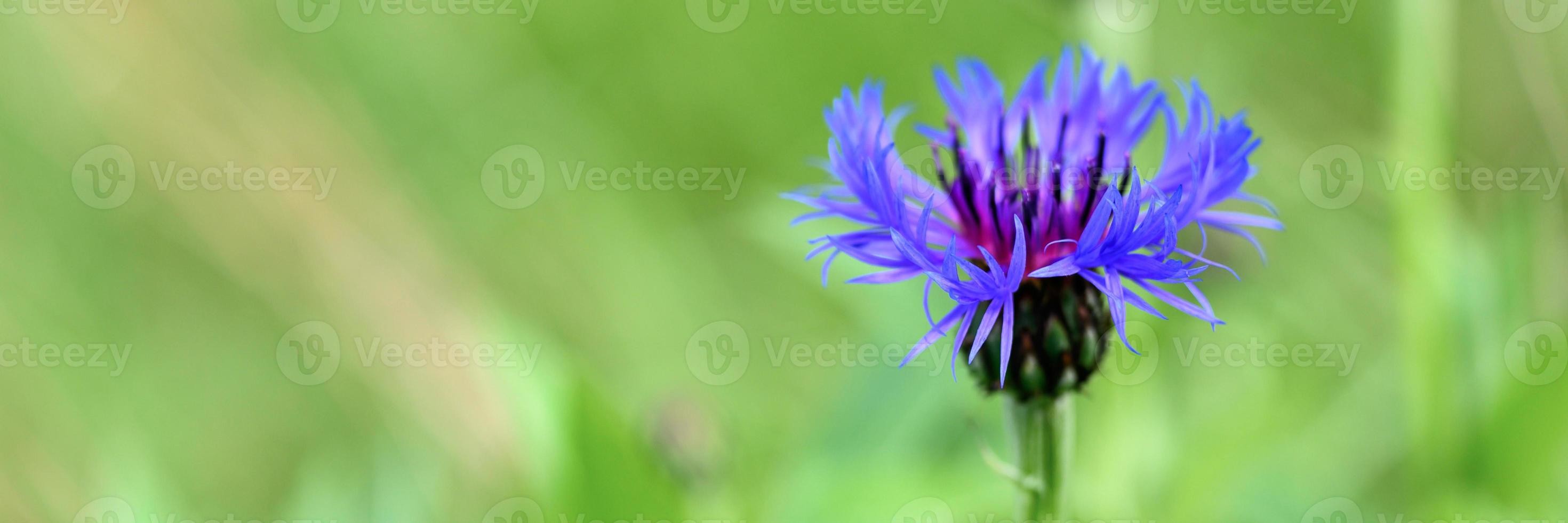 campo de centáurea selvagem com ervas e flores roxas azuis foto