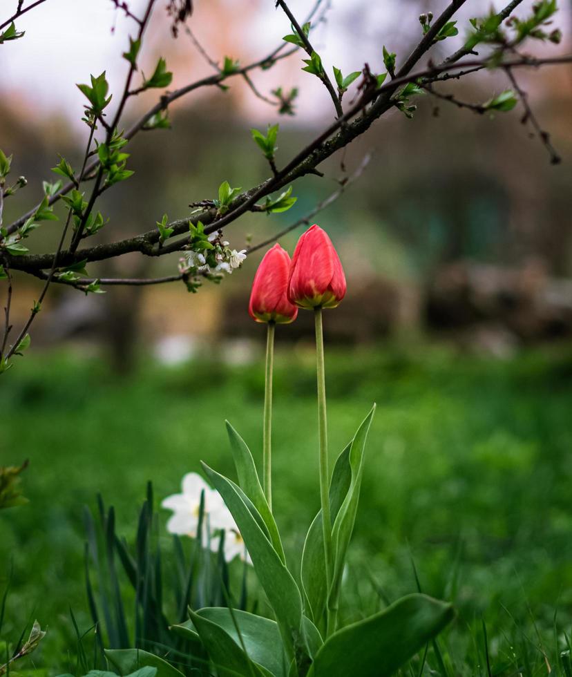 duas tulipas vermelhas no jardim na grama sob uma árvore foto