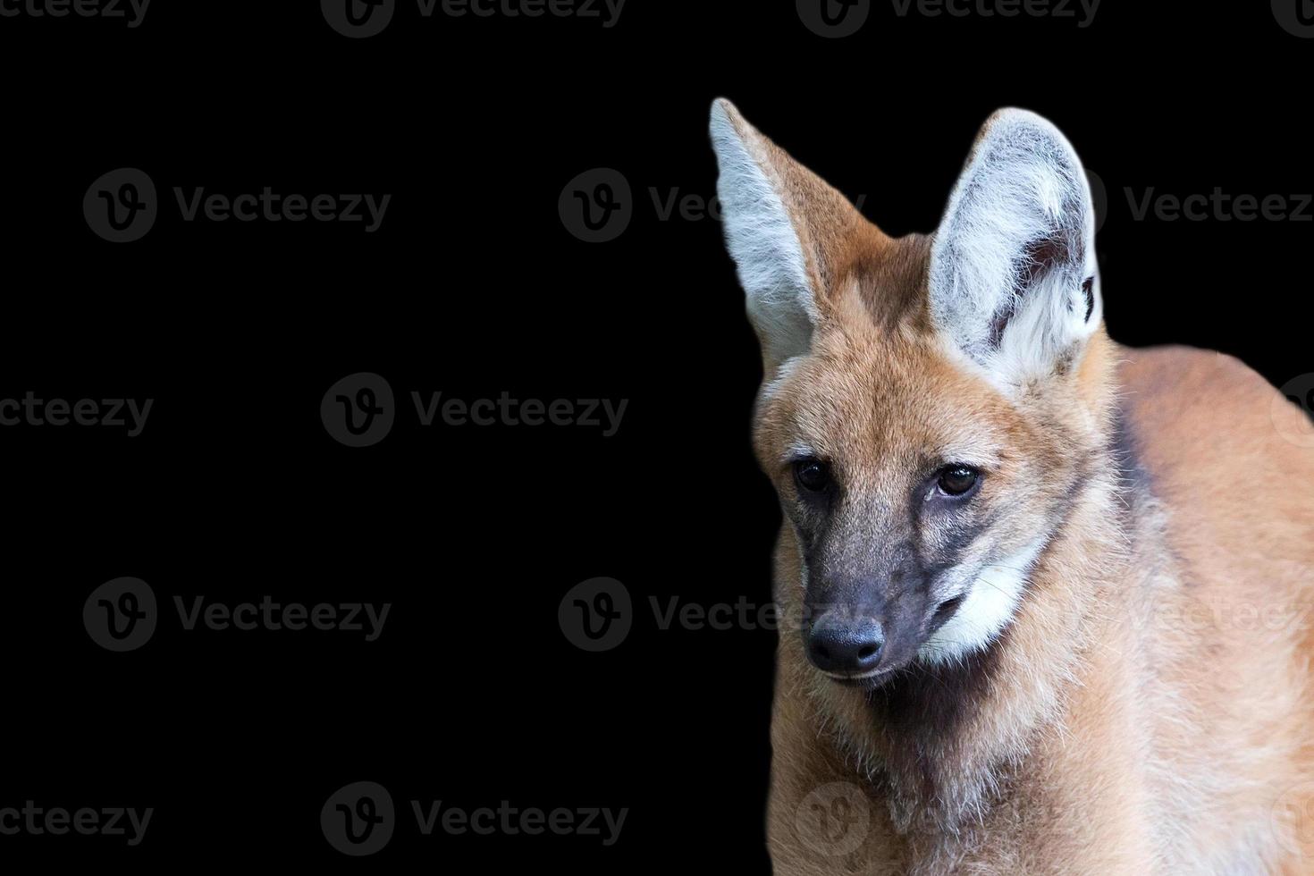 guarnecido Lobo em uma Preto fundo foto