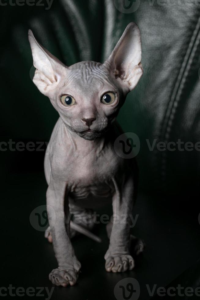 sphynx gatinho na vertical. lindo Careca gato em uma Sombrio fundo. a incomum animal do uma raro raça. foto