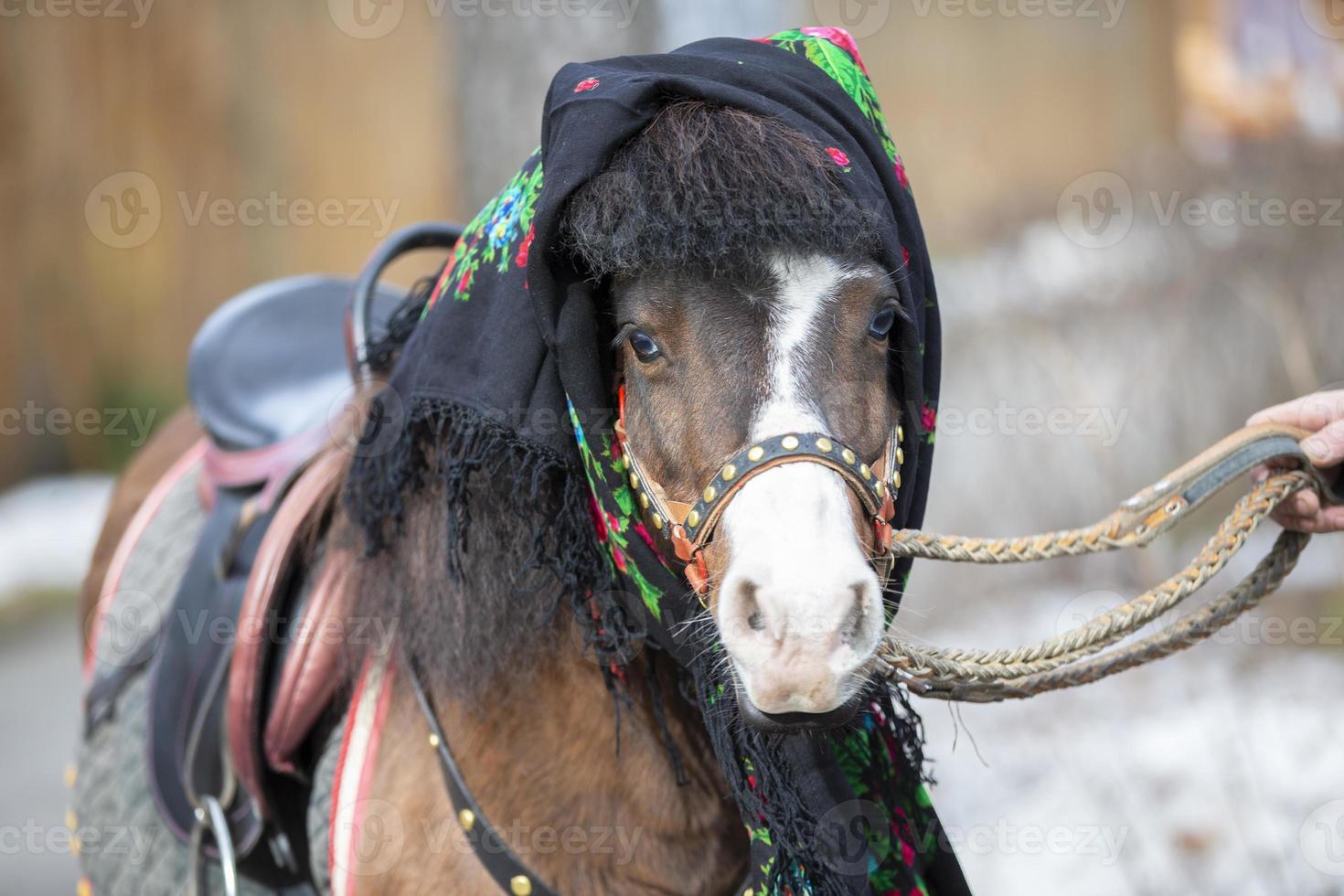 uma cavalo dentro uma russo xaile. pónei. foto