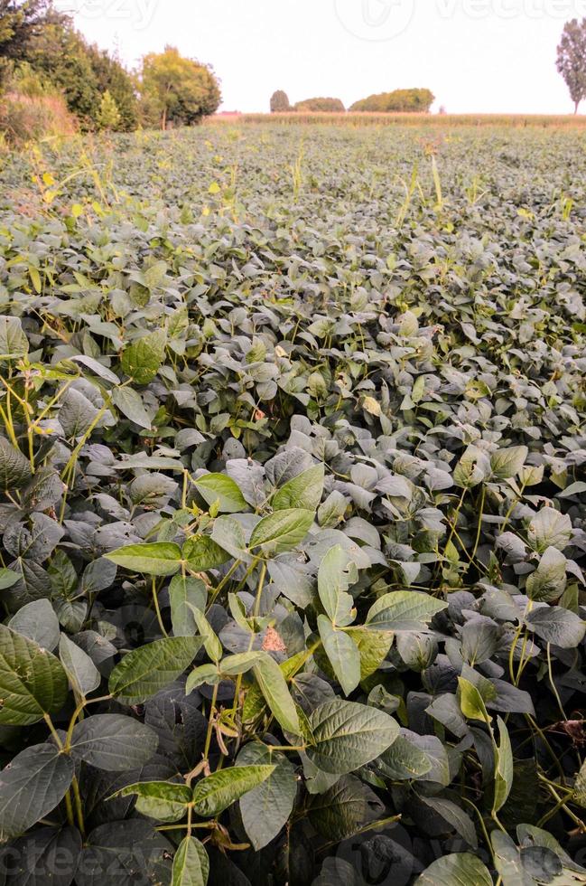 campo do cultivo foto