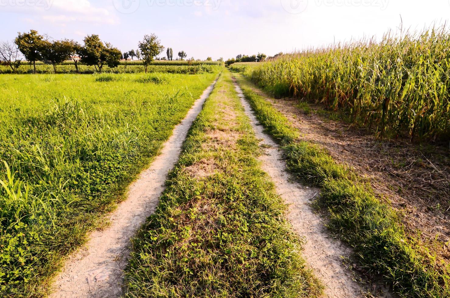 caminho através a campo foto