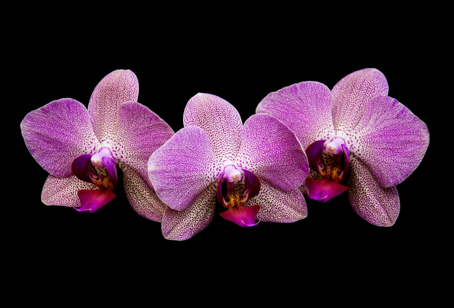 orquídeas rosa isoladas em um fundo preto foto