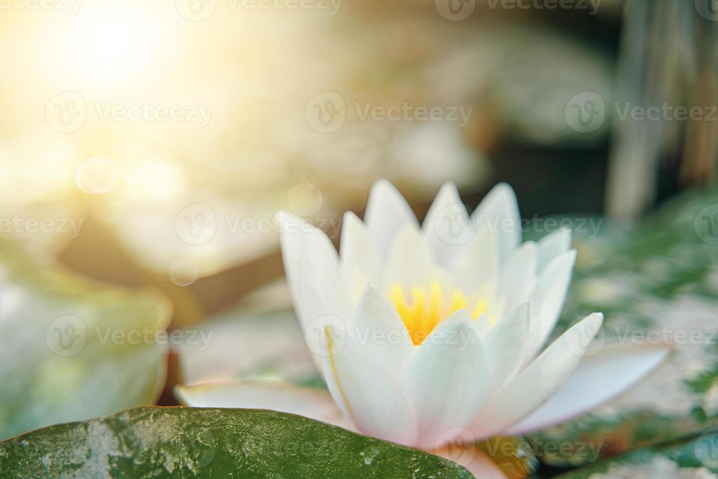 Lírio-d'água-branco em meio à folhagem verde. foto