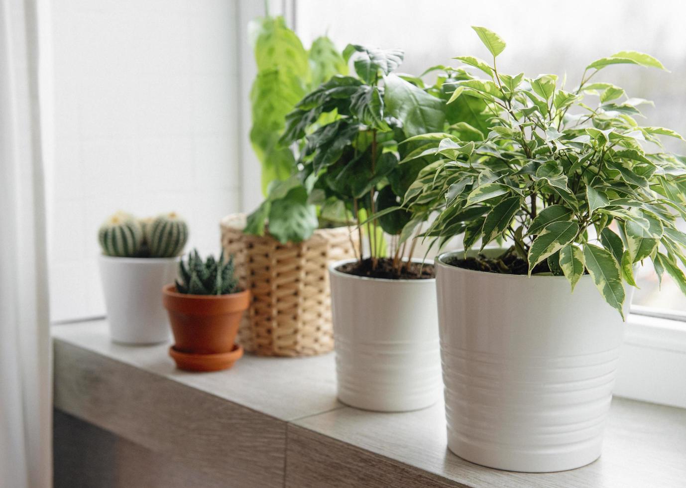 plantas de interior verdes no parapeito da janela de uma casa foto