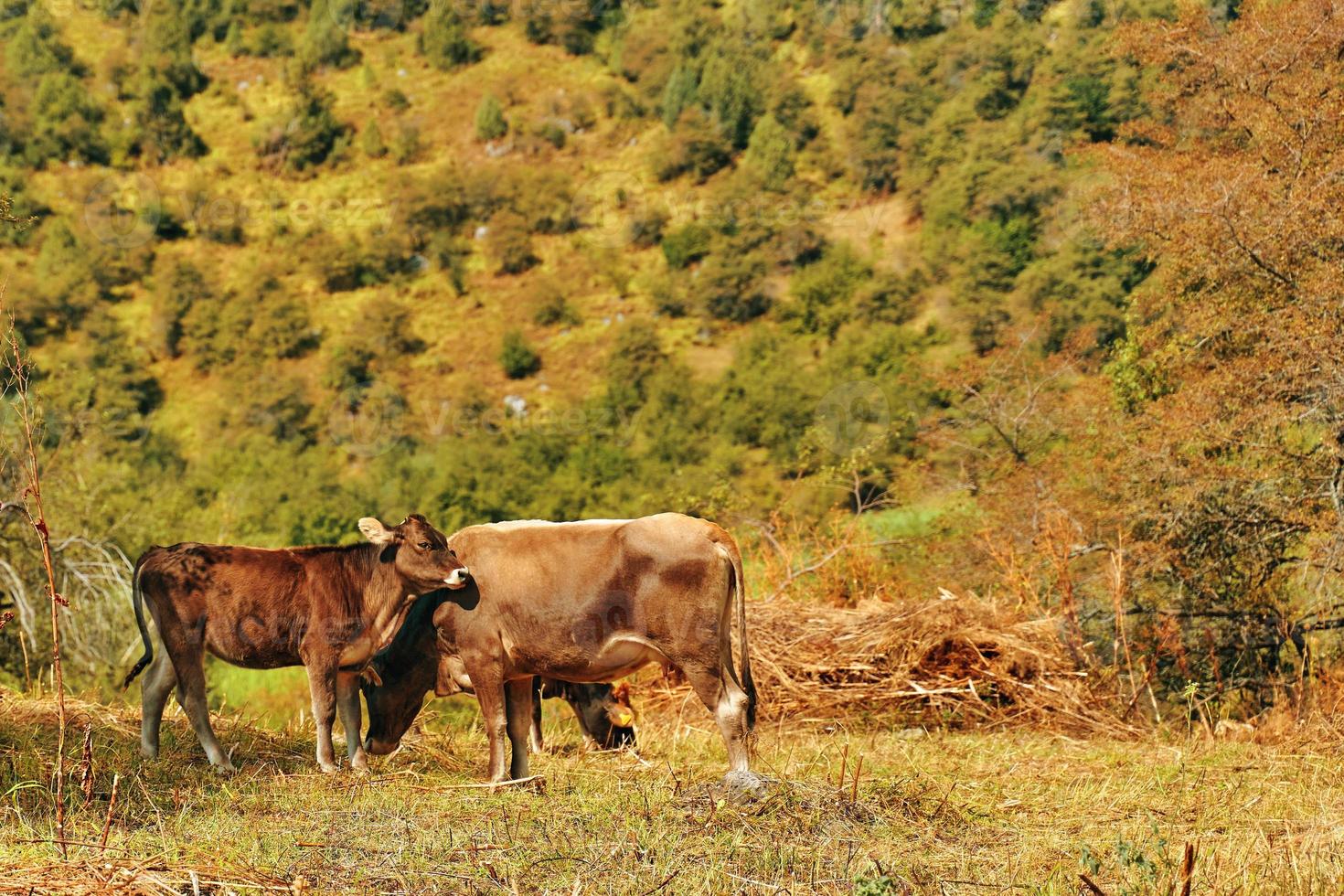 paisagem montanhosa de verão com vaca e bezerro foto