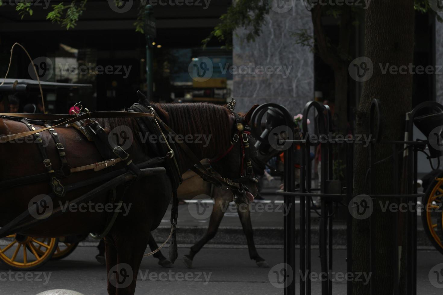 Delman's cavalo em a rua foto