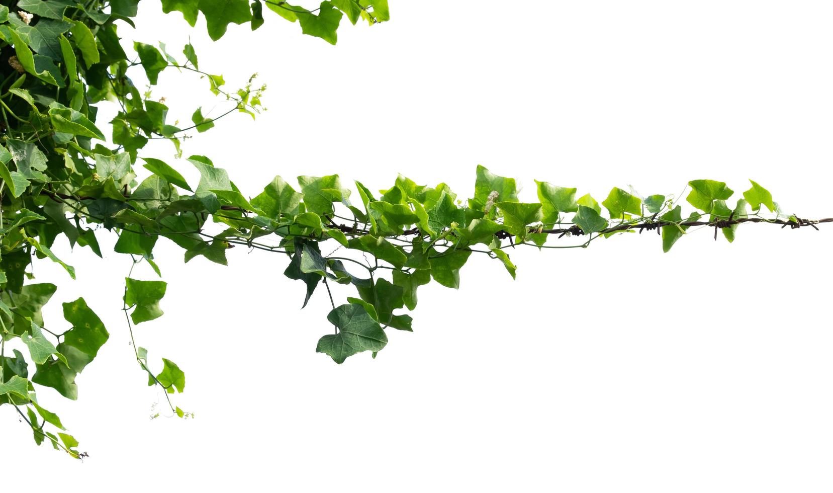 planta de hera isolar no fundo branco foto