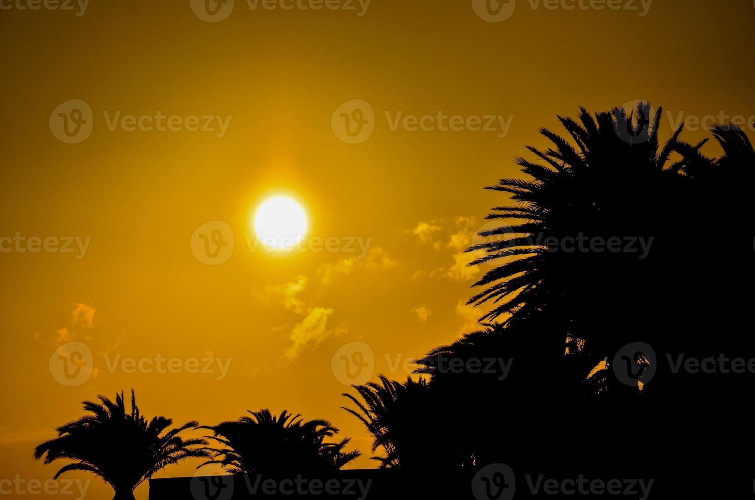 lindo pôr do sol e Palma árvores foto