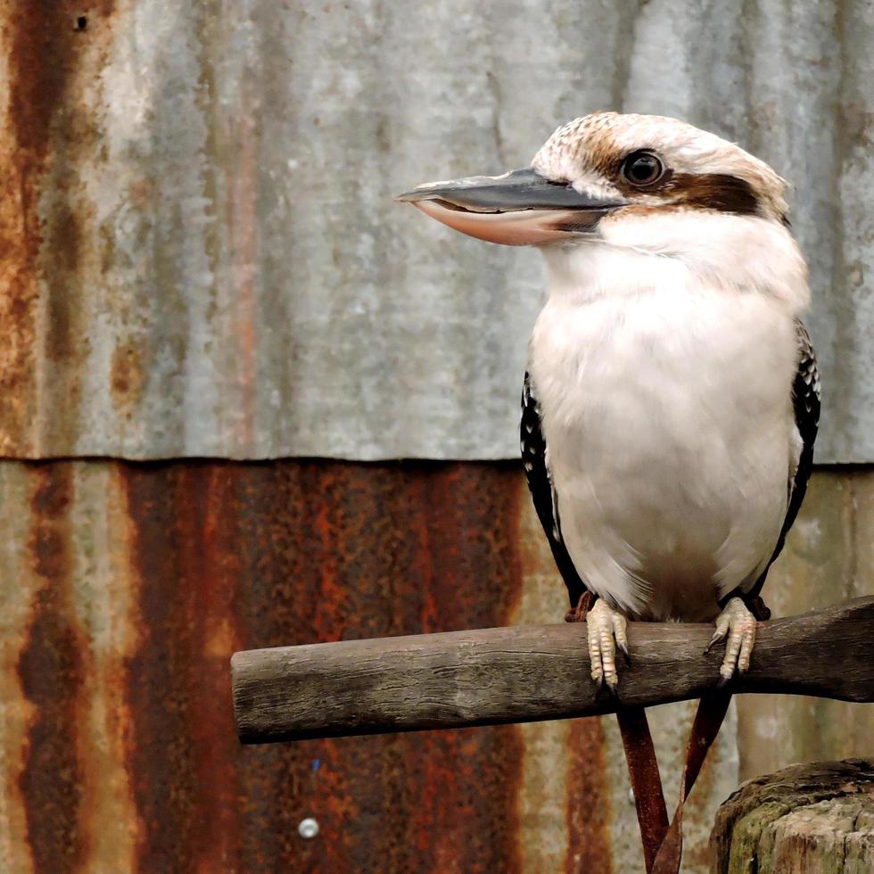 kookaburra pássaro nativo australiano foto