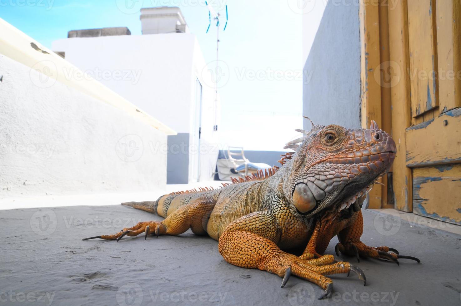 close-up de um lagarto foto