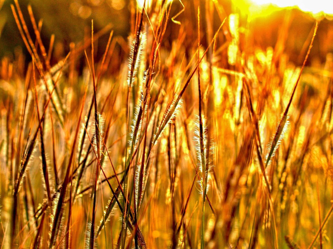 linda flor na natureza foto