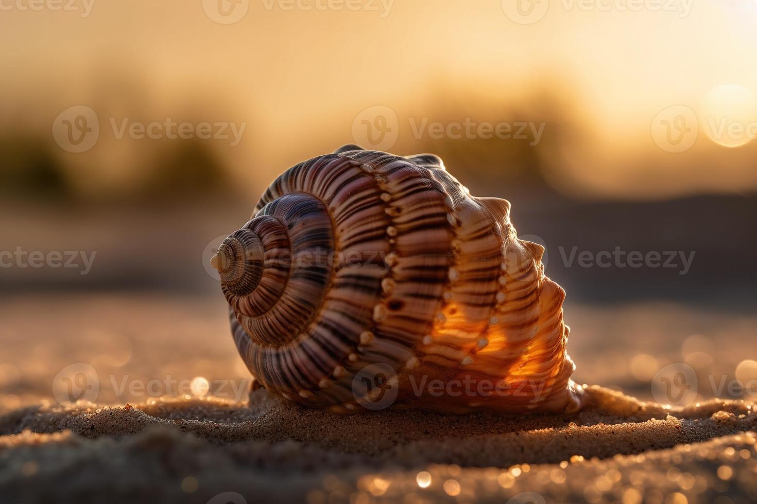 fechar acima imagem do uma Concha em uma areia dentro pôr do sol raios. gerado al. foto