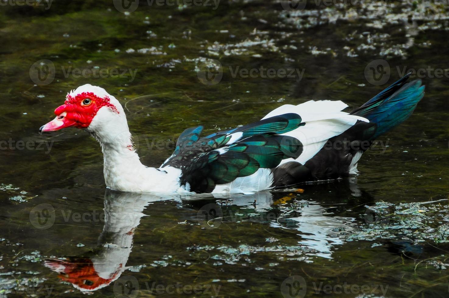 pato de muscovy nadando foto