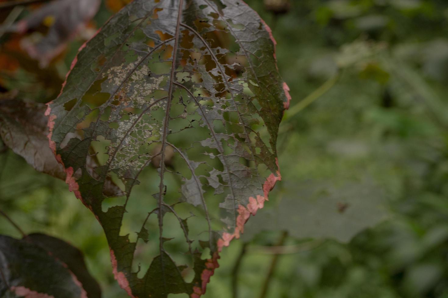 fechar acima foto do orifício em a verde folha quando chuvoso temporada. foto é adequado para usar para natureza fundo, botânico poster e natureza conteúdo meios de comunicação.