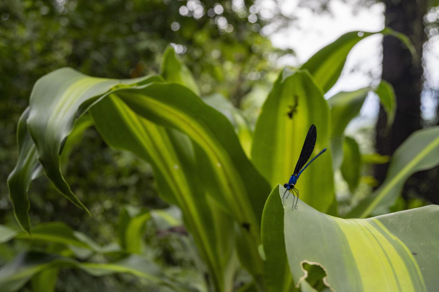 fechar acima foto do Dragão mosca sobre a verde sair em a tropical floresta. a foto é adequado para usar para natureza poster, selvagem vida fundo e animal conteúdo meios de comunicação.