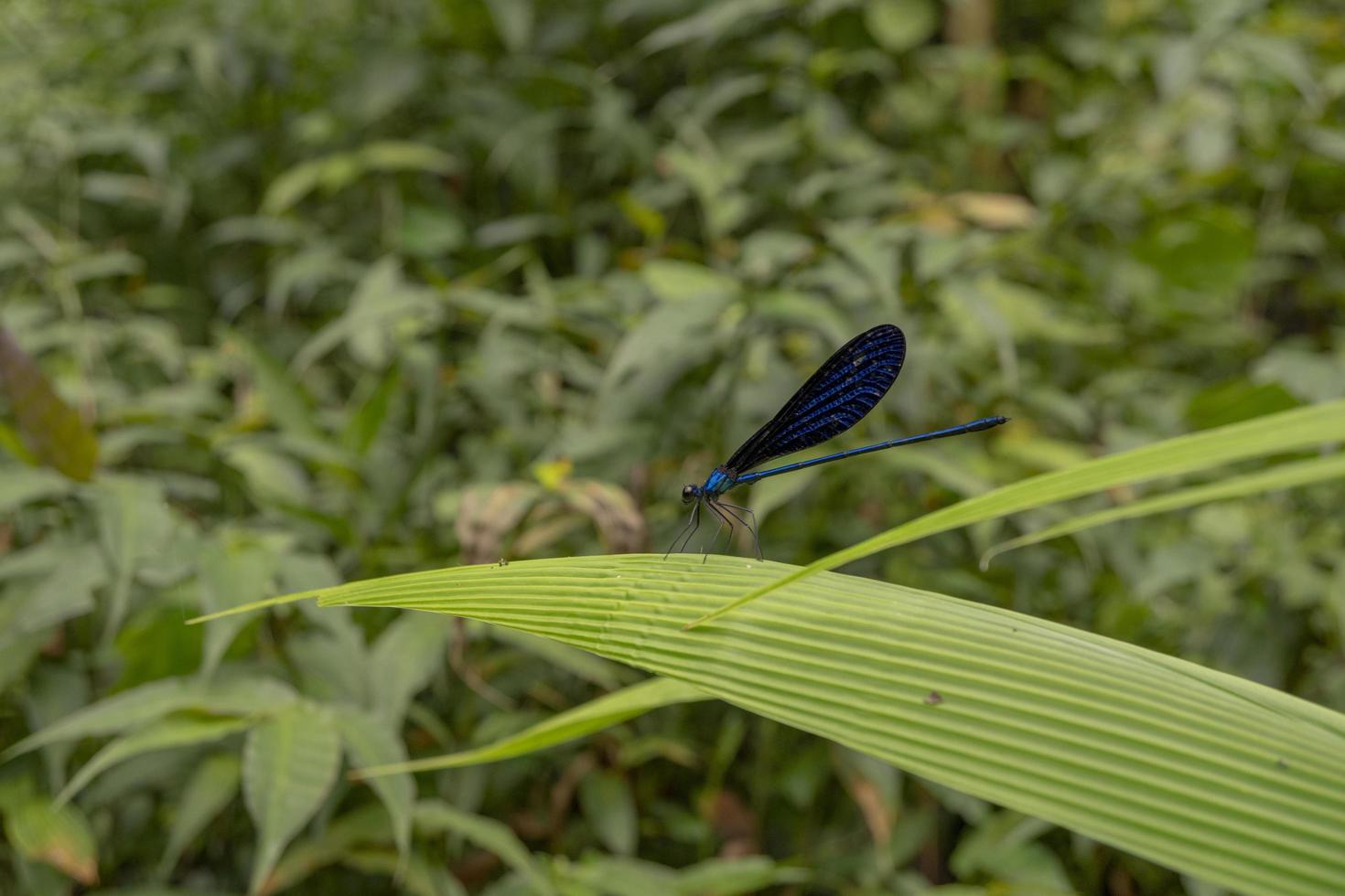 fechar acima foto do Dragão mosca sobre a verde sair em a tropical floresta. a foto é adequado para usar para natureza poster, selvagem vida fundo e animal conteúdo meios de comunicação.