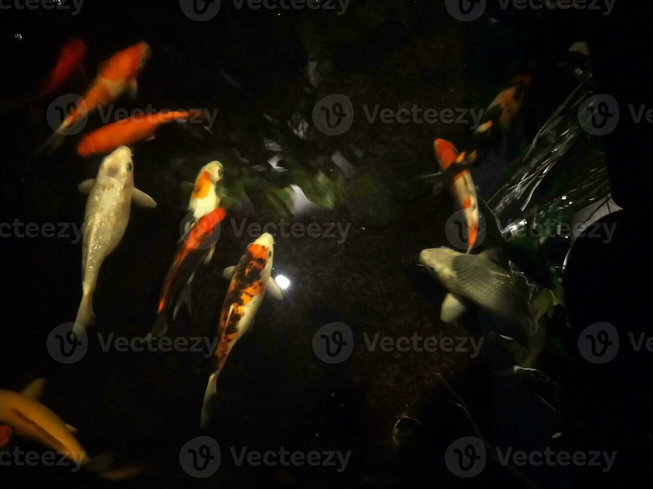koi peixe uma iniciante guia para escolher, alimentar e mantendo seu colorida lagoa animais de estimação foto