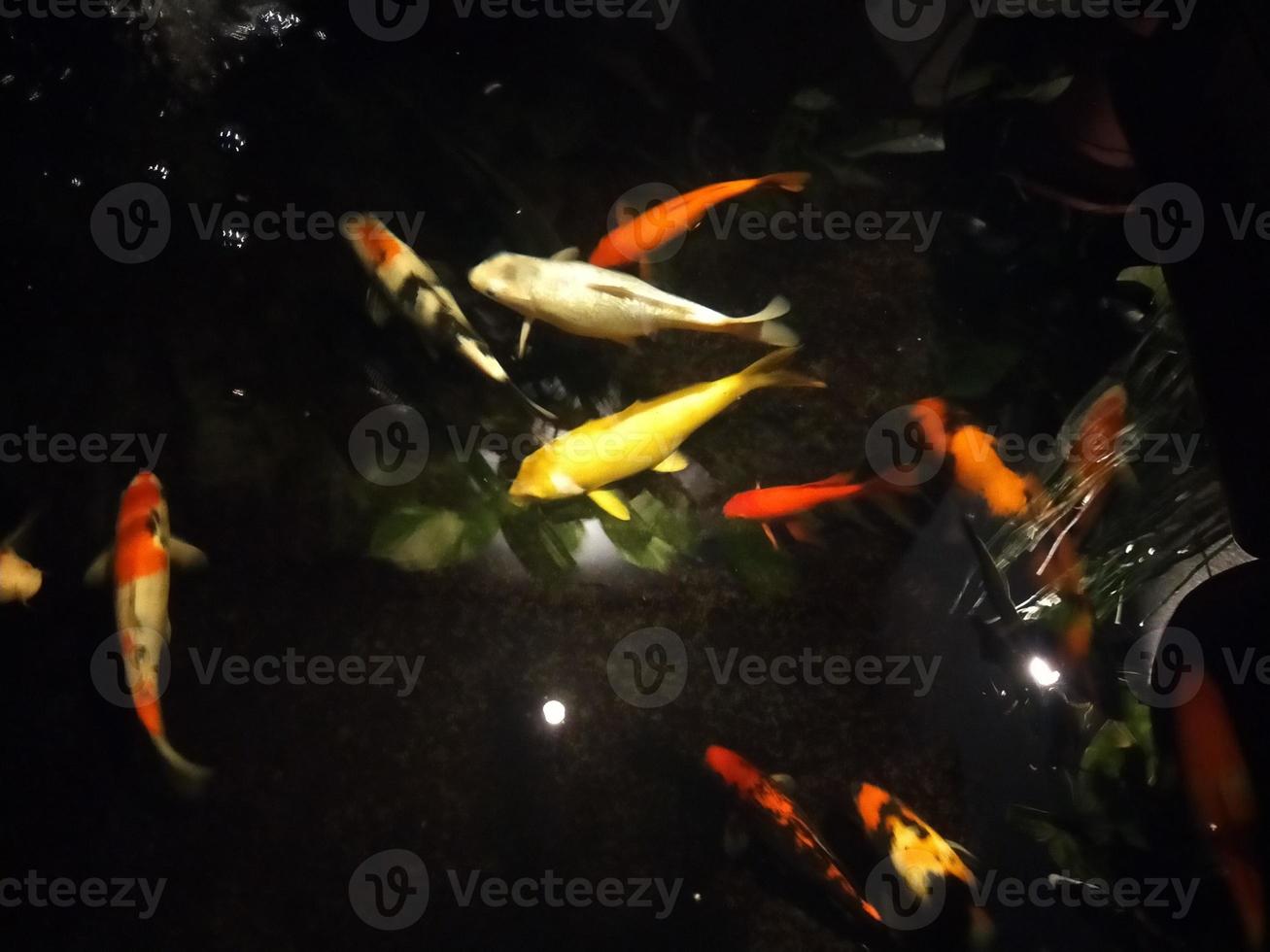 koi peixe uma iniciante guia para escolher, alimentar e mantendo seu colorida lagoa animais de estimação foto