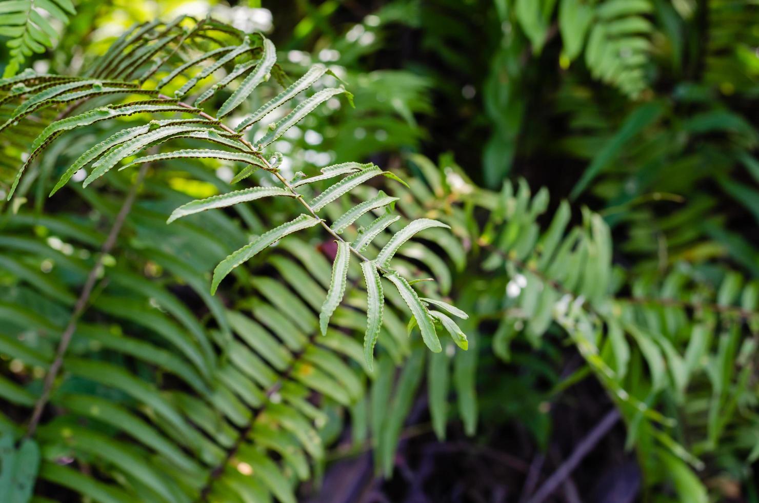 verde folhas do samambaia dentro natural foto