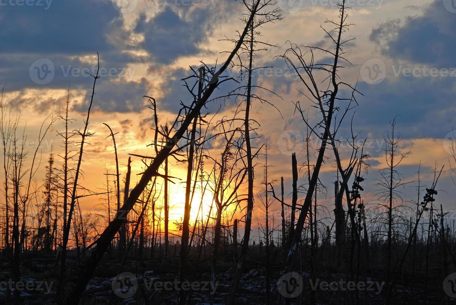 pôr do sol através uma fogo devastado panorama foto