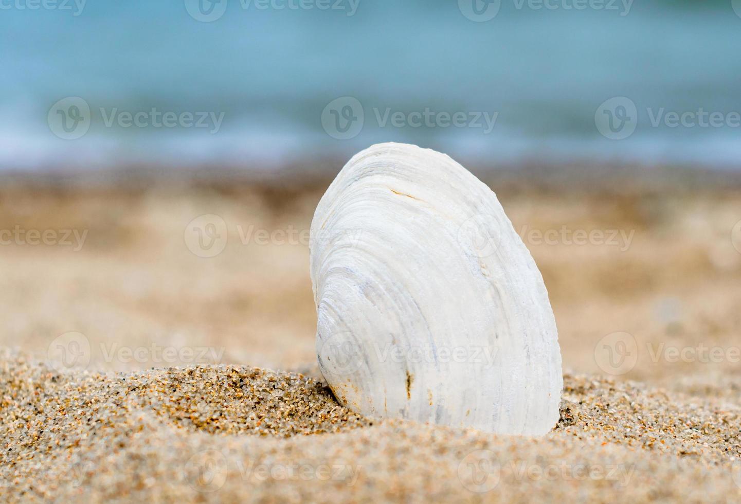 concha branca na areia foto